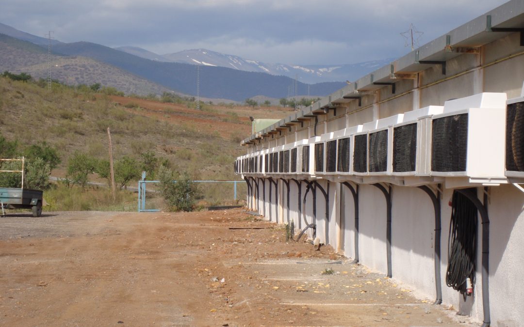 The use of evaporative panels without a high air speed increases the body temperature of the chicken