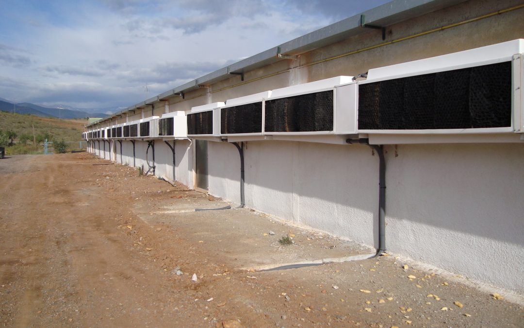 Importance of controlling air speed at the animal level in poultry farms